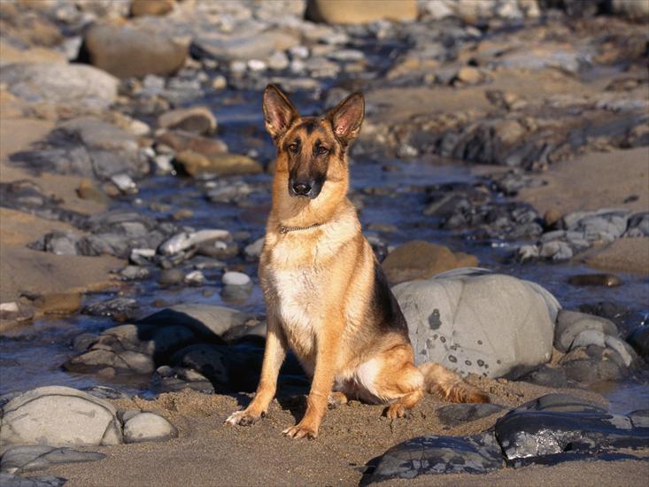 PSY RASOWE - Shoreline Sentinel, German Shepherd.jpg