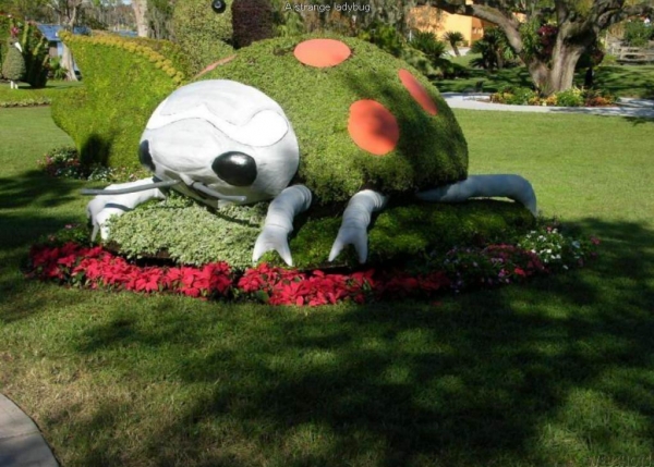 roślinki - zywoplot30.jpg