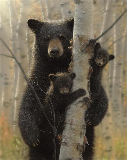 W KRAINIE ZWIERZĄT - black-bear-mother-and-cubs-mama-bear-collin-bogle.jpg